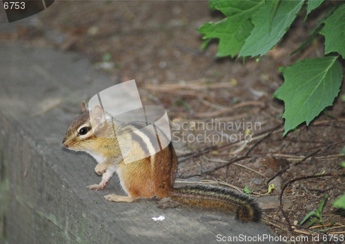 Image of asian squirrel