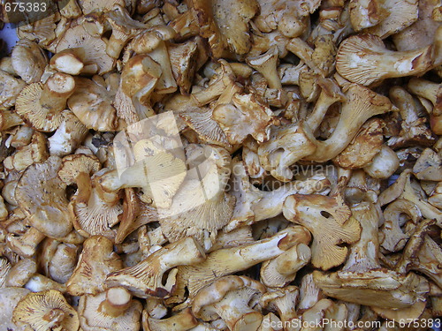 Image of Mushrooms