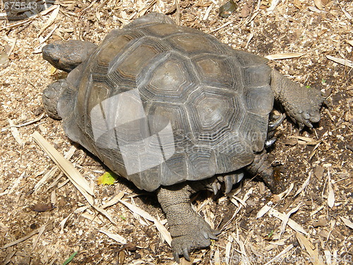 Image of Turtle