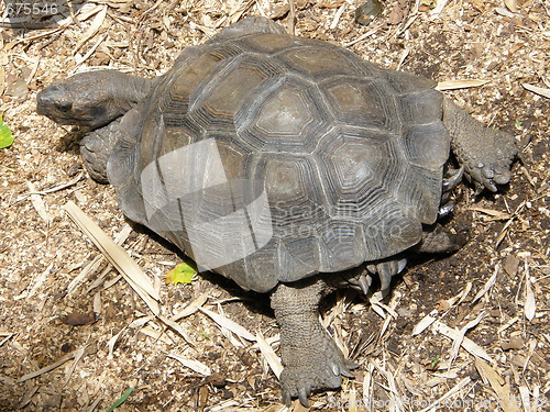 Image of Turtle