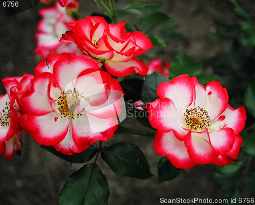 Image of red and white flowers