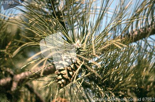 Image of fir cone