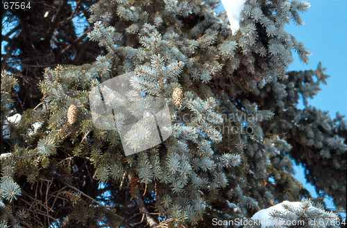 Image of fir cone 2