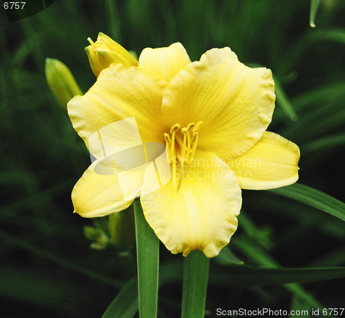 Image of yellow flower