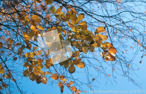 Image of autumn leafs