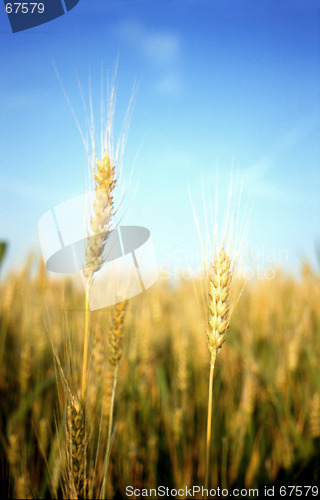 Image of corn