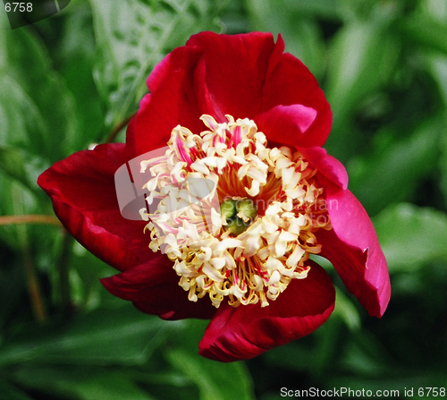 Image of red flower