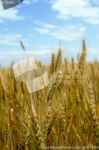 Image of corn field 4