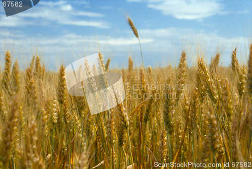 Image of corn field 5