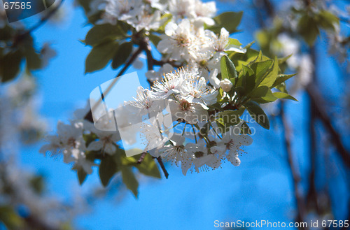 Image of spring shoot