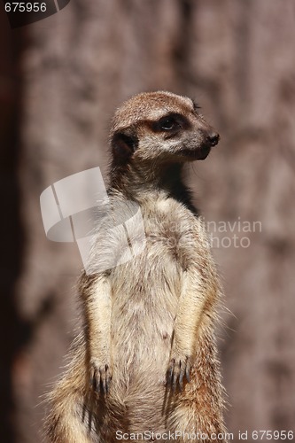 Image of Suricate portrait