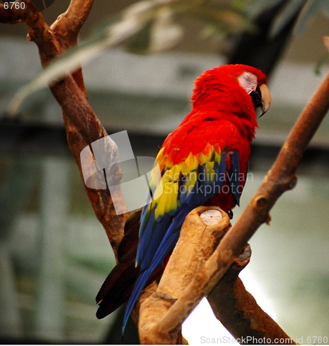 Image of parrot