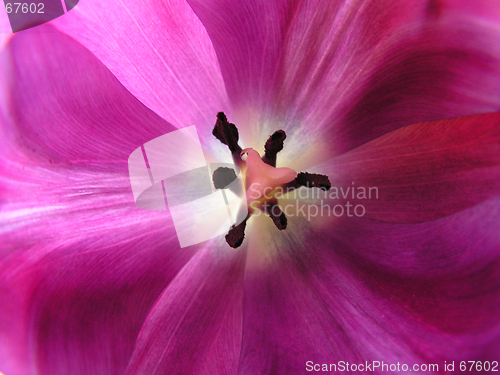 Image of Tulip lilac