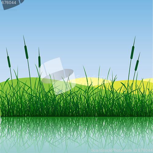 Image of Grass