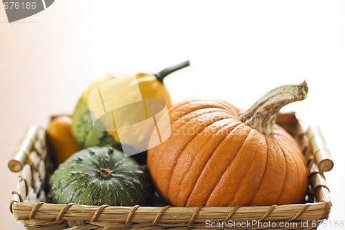 Image of Pumpkin