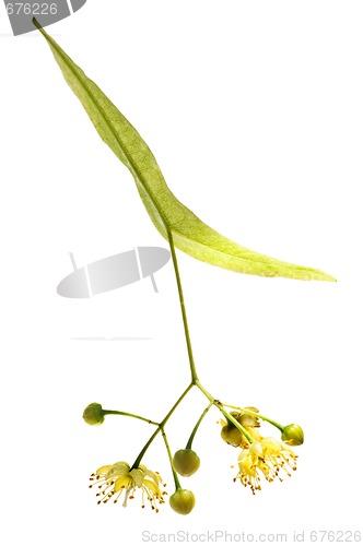 Image of Linden flower