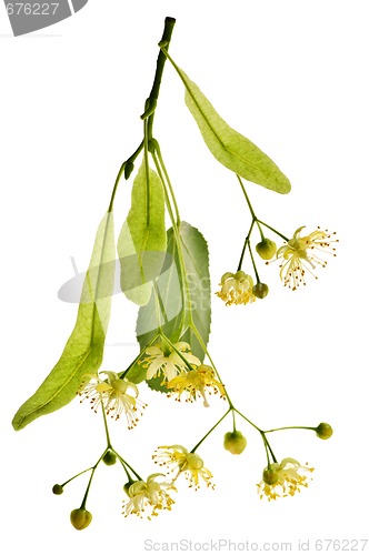 Image of Linden flower