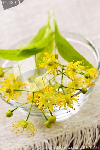 Image of Linden flower