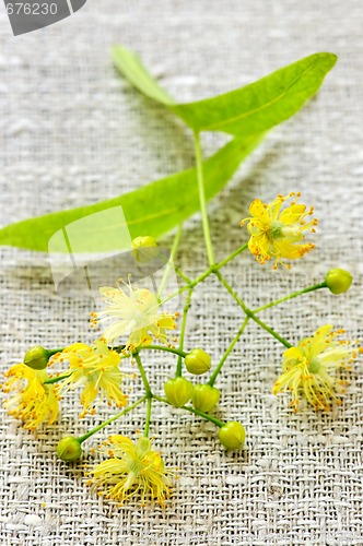 Image of Linden flower