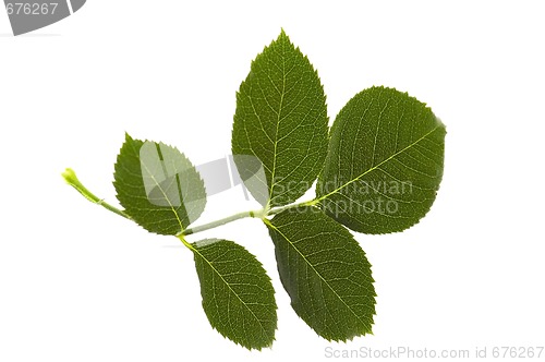Image of rose leaf