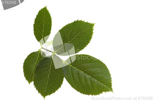 Image of rose leaf