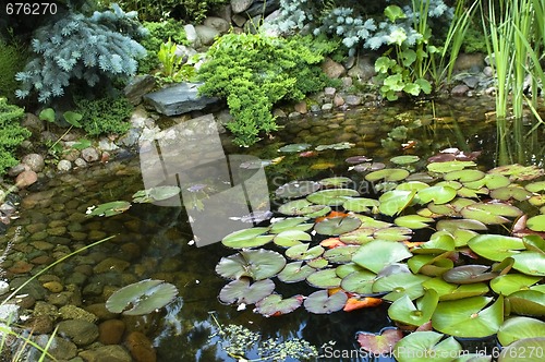 Image of peaceful garden. nenuphar