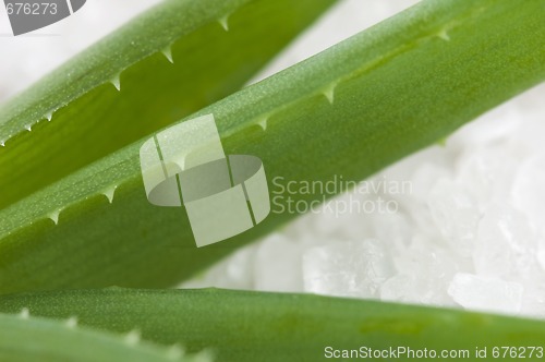 Image of aloe vera