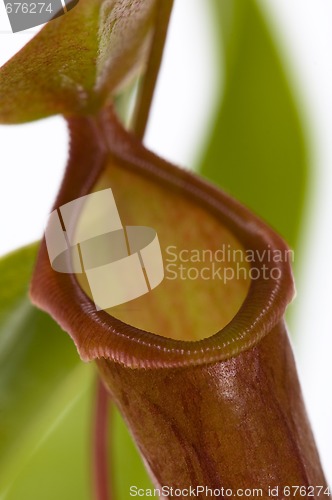 Image of Leaves of carnivorous plant - Nepenthes