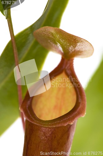 Image of Leaves of carnivorous plant - Nepenthes