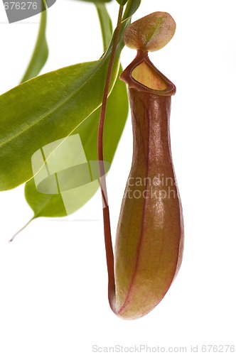 Image of Leaves of carnivorous plant - Nepenthes