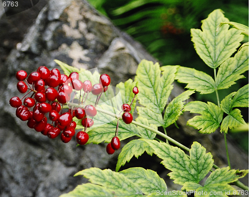 Image of red flower and fruit