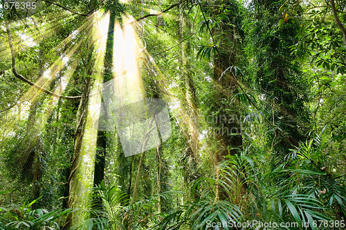 Image of sunlight in dorrigo world heritage rainforest