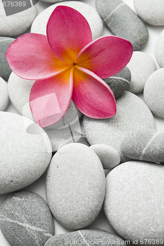 Image of Attractive Pebbles and Flower