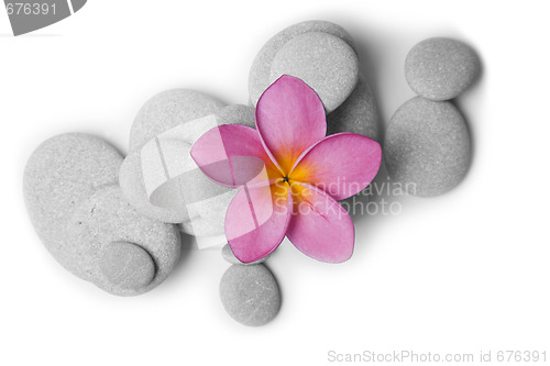 Image of Attractive Pebbles and Flower