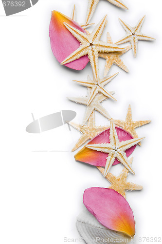 Image of Starfish and Petal Background