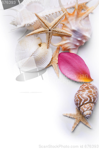 Image of Starfish and Petal Background