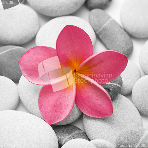 Image of Attractive Pebbles and Flower