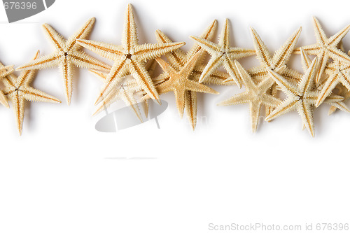 Image of Starfish Background