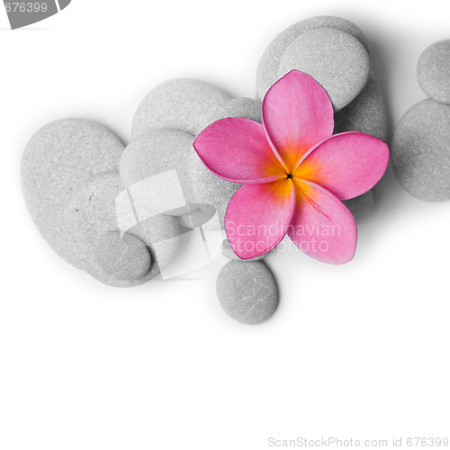 Image of Attractive Pebbles and Flower