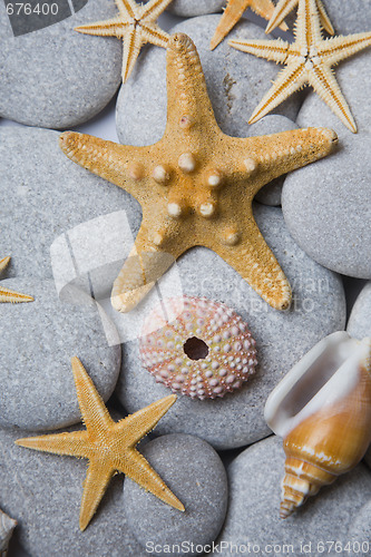Image of Attractive Pebbles and Seashells