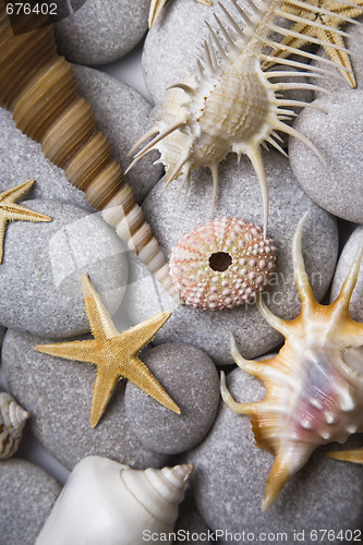 Image of Attractive Pebbles and Seashells