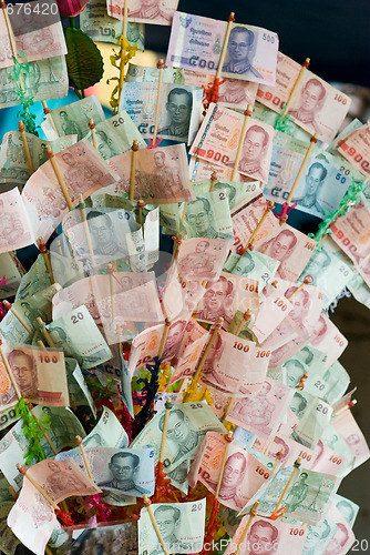 Image of Money tree in Thailand