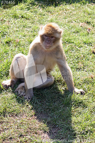 Image of nice monkey 