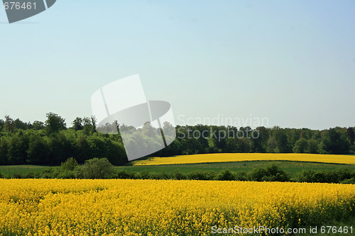 Image of Yellow meadow in summer