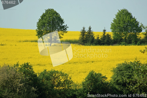 Image of Yellow meadow in summer