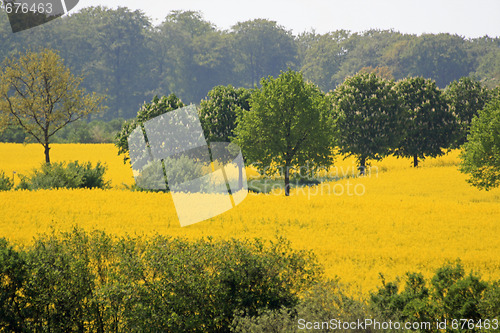 Image of Yellow meadow in summer