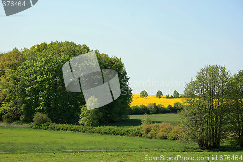 Image of Yellow meadow in summer