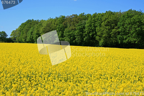 Image of Yellow meadow in summer