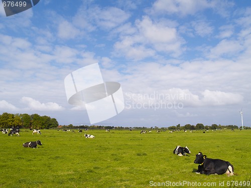 Image of cows on pasture