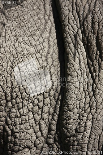 Image of rhino skin